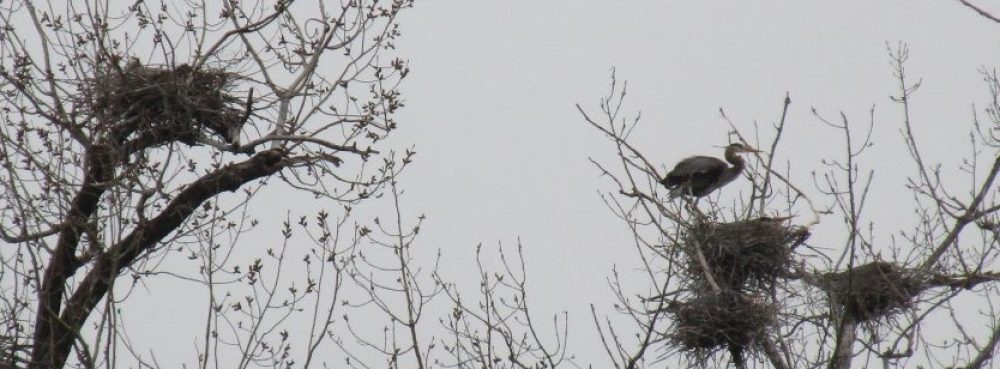 Minneapolis Audubon Society